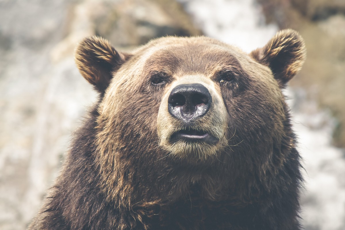 Bull Market vs Bear Market Definitions & Strategy