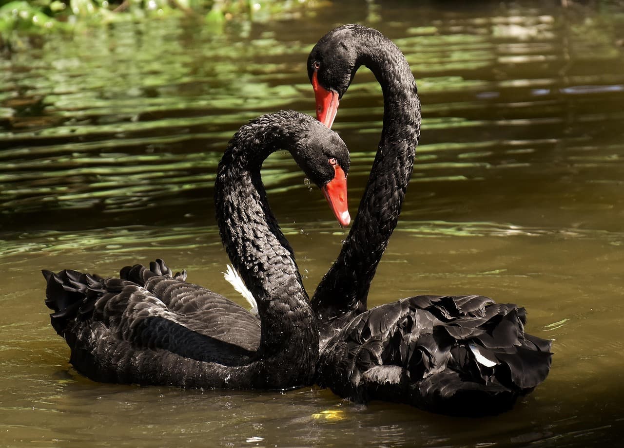 Cover Image for How Rule #1 Investors Prepare for Black Swan Events
